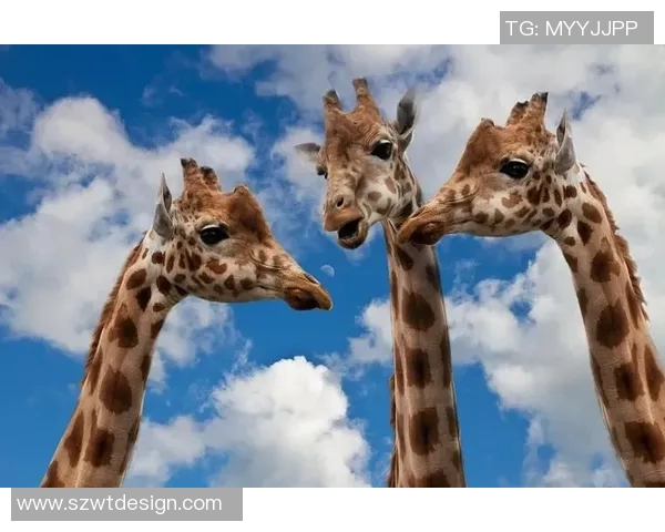 季后赛赛后采访爆笑金句引爆全场 气氛瞬间轻松有趣 季后赛赛后采访爆笑金句引爆全场 气氛瞬间轻松有趣